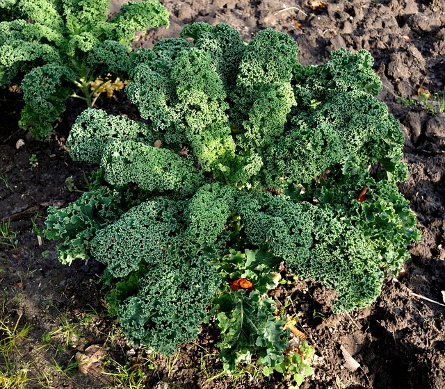 Kale Poisoning Symptoms