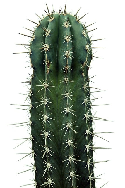 Cactus Poison Symptoms